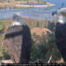 Big Bear Lake's famed bald eagle couple Jackie and Shadow were spotted paying a visit to their nest on Friday, Sept. 27, 2025.