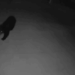 Black Bear Spotted Near Utah Elementary School Relocated – National Enquirer