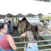 Brooke Fair offered contests, entertainment and more | News, Sports, Jobs