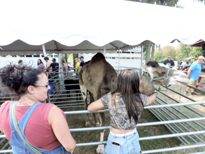 Brooke Fair offered contests, entertainment and more | News, Sports, Jobs