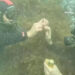 Newsflare Daniil slips ring on Nastya's finger after proposing underwater