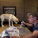 George Stephanopoulos with his new adorable - but unruly - puppy Fig