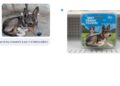 Google Nano Banana AI tool can generate photos in multiple styles.