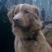 Indy in a forest in Good Boy.