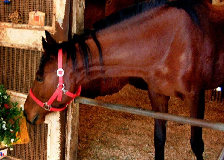 Haru Urara dead: Racehorse inspired 'Uma Musume' character