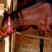 Haru Urara dead: Racehorse inspired 'Uma Musume' character