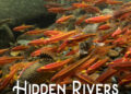 Our Appalachian Rivers are home to an amazing abundance and diversity of aquatic life which need our protection.