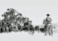 Black and white artwork by Joe Milazzo depicts a cowboy rounding up cattle. (Courtesy photo)