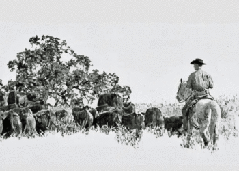 Black and white artwork by Joe Milazzo depicts a cowboy rounding up cattle. (Courtesy photo)