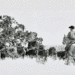 Black and white artwork by Joe Milazzo depicts a cowboy rounding up cattle. (Courtesy photo)