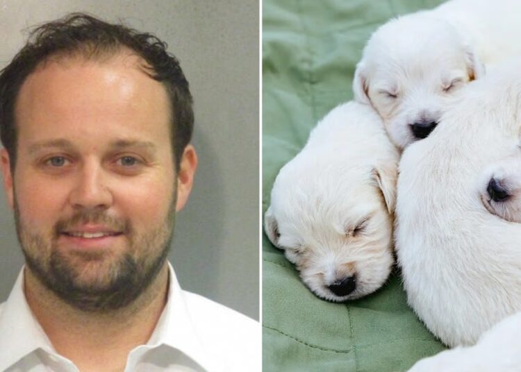 Josh Duggar’s Wife Anna Slammed For Selling $2K Puppies Amid Reports That He’s Broke in Prison – Globe Magazine