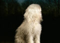 <h1 class="title">Juana Molina: DOGA</h1>