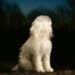 <h1 class="title">Juana Molina: DOGA</h1>