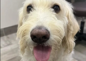 dog awaiting surgery with a hopeful expression