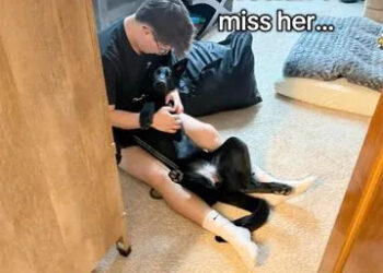 Kate Gosselin/TikTok Kate Gosselin's son plays with her dog, Meika