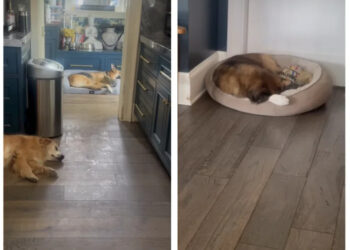 RHOBH Kyle Richards home dogs