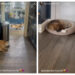 RHOBH Kyle Richards home dogs