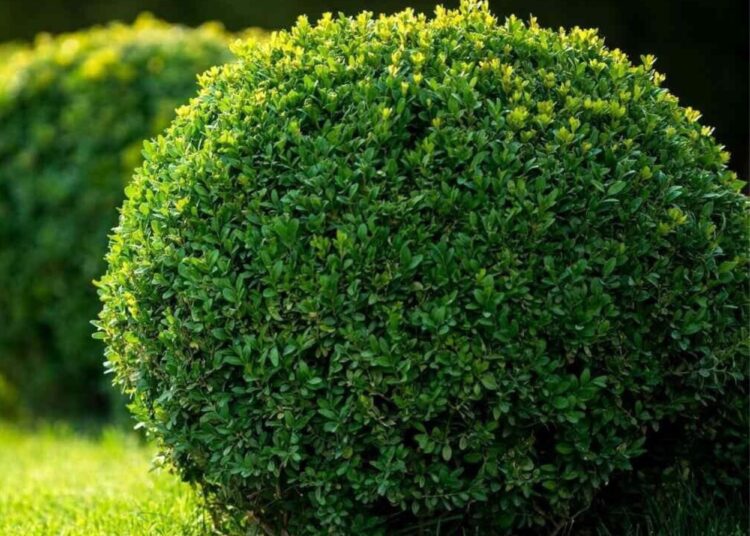 20 Seeds Common English Boxwood Tree | Buxus sempervirens Seeds Hardy Landscaping Shrub