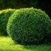 20 Seeds Common English Boxwood Tree | Buxus sempervirens Seeds Hardy Landscaping Shrub