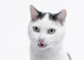 Image via Shutterstock&sol;PawelKacperek
