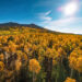 Aspen Trees
