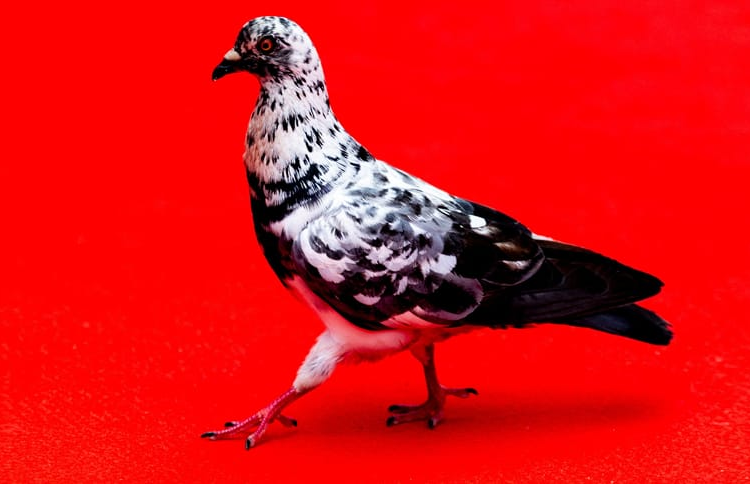 PHOTOS — Is that a pigeon? OMG moments from TIFF red carpet | photogallery
