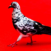 PHOTOS — Is that a pigeon? OMG moments from TIFF red carpet | photogallery