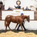 Royal Ascot Success Propelling Tatts September Sale