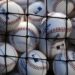 Royals vs. Mariners: Injured List for Sept. 16-18