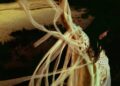 Escaper - Sarah Kinsley