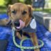 The Entertainment Value of Therapy Dogs With Dino