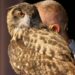 Wild Animals Show: Education Through Entertainment [PHOTOS]