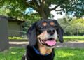 ‘A huge part of our family’ – Vogue William shares tribute after death of beloved family dog