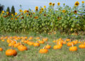 Small pumpkins are for sale at the annual E.Z. Orchards HarvestFest on Saturday, Sept. 27. 2025, in Salem, Ore.