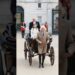 King Charles punished Camilla to drive the Royal buggy #kingcharles #camilla #charlotte #royal