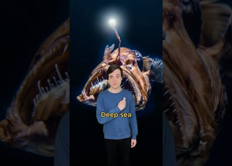 Deep sea monsters are cute #comedy #music #biology