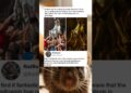 artists copying renaissance style