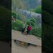 Ooty gossips
