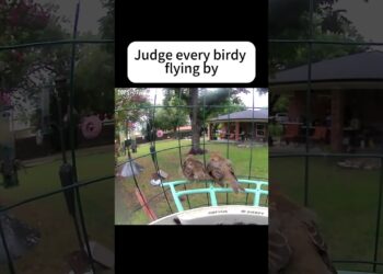 Gossip bird #birds #birdwatching #nature #birdlovers #birdfacts #birdfy #shorts #funny