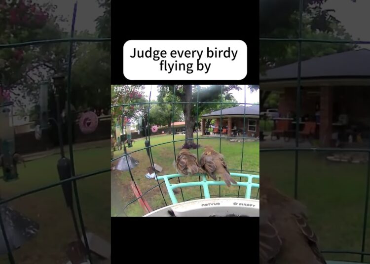 Gossip bird #birds #birdwatching #nature #birdlovers #birdfacts #birdfy #shorts #funny