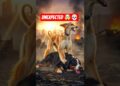 POWER, SPEED & ROYALTY 🤯☠️ – Afghan Hound Conquers All 🥵😱 | Who can survive..??😳🤔