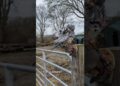The Artist Who Turns Trash Into Illusion #tutorialfilter