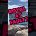 Is Royal Caribbean at Fault for Damaging $2,000 Designer Bag?