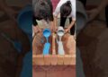 बनाया Ghar Kamal का 😘 || Mini Wood working art Skill #shorts #trending #viral #viralvideo