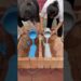 बनाया Ghar Kamal का 😘 || Mini Wood working art Skill #shorts #trending #viral #viralvideo