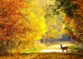 Autumn Wildlife, Beautiful Relaxing Music, Peaceful Soothing Instrumental Music, by Tim Janis