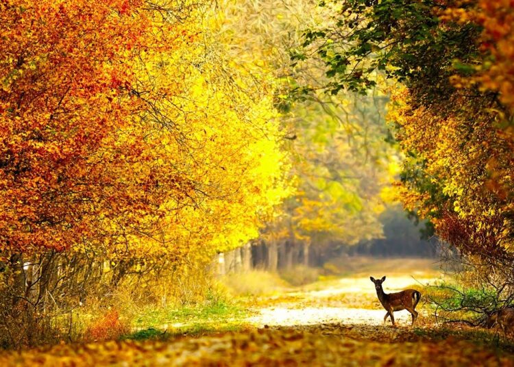 Autumn Wildlife, Beautiful Relaxing Music, Peaceful Soothing Instrumental Music, by Tim Janis
