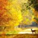 Autumn Wildlife, Beautiful Relaxing Music, Peaceful Soothing Instrumental Music, by Tim Janis