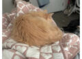 A cat sleeps on a patterned blanket, with a humorous tweet about the cat hiding in a mattress and snoring loudly