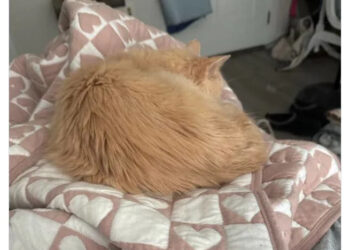 A cat sleeps on a patterned blanket, with a humorous tweet about the cat hiding in a mattress and snoring loudly